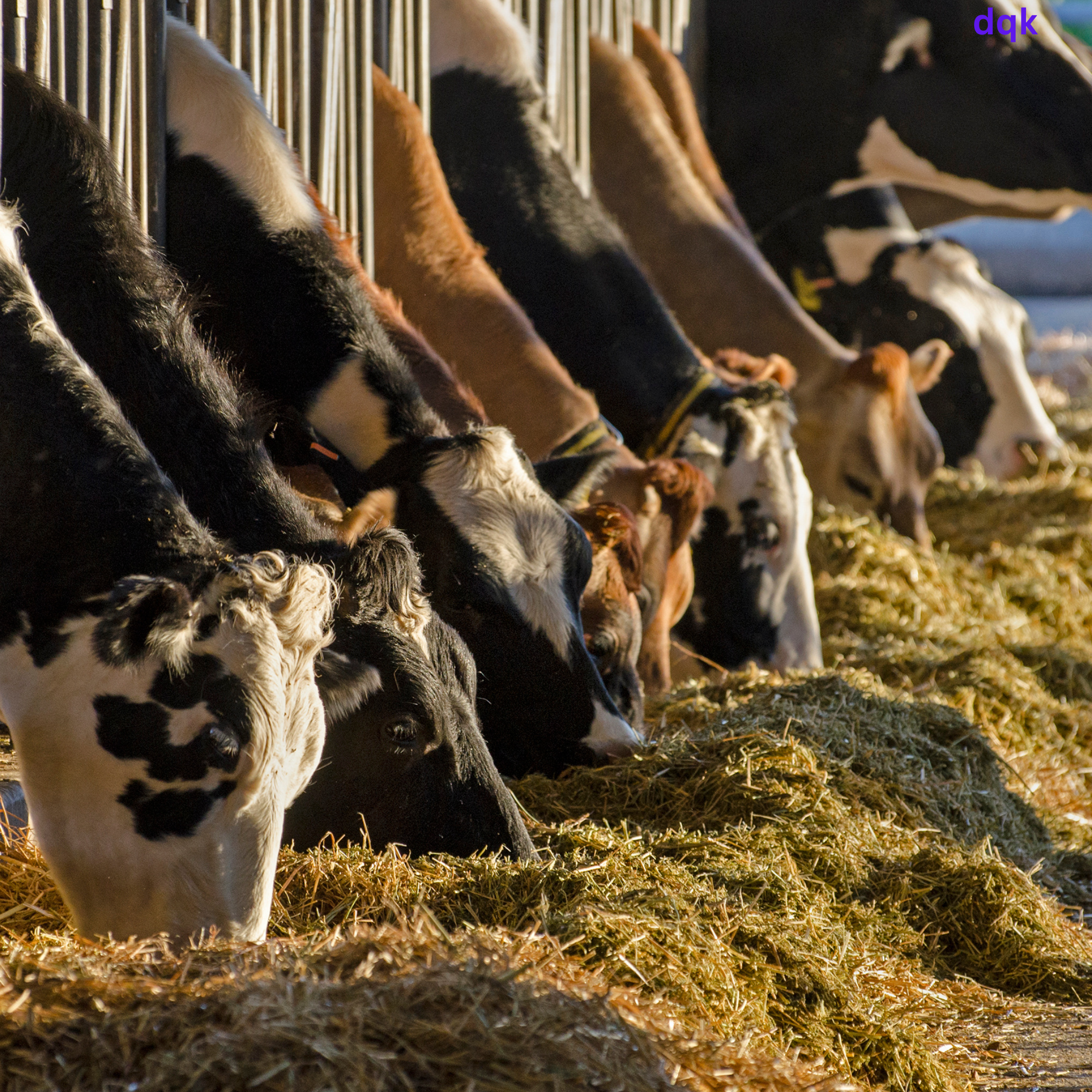 Dairy farming and livestock management training